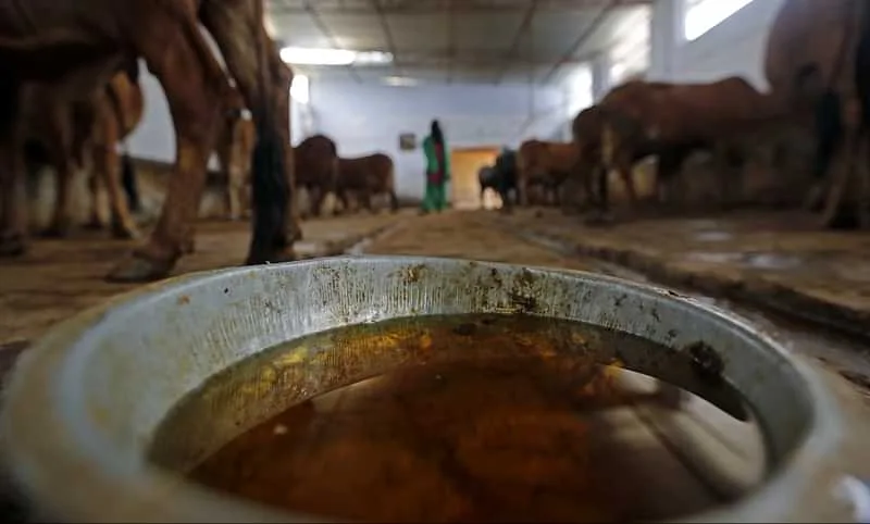 Gomutra (Cow Urine)